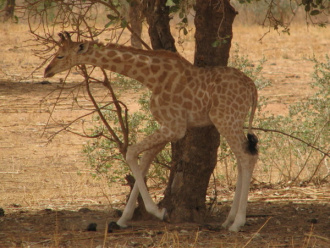 07 Girafon Se Levant